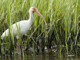 White Ibis Portrait, Tampa Bay, Florida Photographic Print by Tim Laman