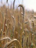 Ripe Barley Ears in the Field Photographic Print by Peter Rees