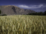 Wheat Field and Mountains, Qinghai, China Photographie par David Evans