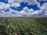 Wetland Lagoon of Reed Bed Rushes Blowing in the Wind, Australia Photographie par Jason Edwards