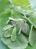 Various Sage Leaves Photographic Print