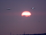 White Ibis Fly Past the Setting Sun over Tampa Bay, Florida Photographic Print by Tim Laman