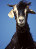 A Single Goat Fotografisk tryk