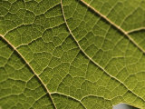 Vine Leaf Photographic Print by Martin Skultety