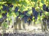 Cabernet Sauvignon Grapes Photographic Print by Joerg Lehmann