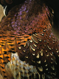 A Pheasant with Colourful Feathers Photographie par Nicolas Leser