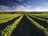 Wine Country, Brancott Estate, Marlborough, N. Zealand Photographic Print by Hendrik Holler Wine Country, Brancott Estate, Marlborough, N. Zealand Photographic Print by Hendrik Holler