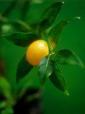 A Lemon on the Branch Photographic Print by Richard Sprang