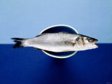 Luzia Ellert - Sea Bass in a Bowl Fotografická reprodukce