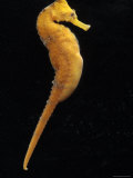 Yellow Caribbean Seahorse, Baltimore, Maryland Photographic Print by George Grall