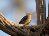 Woodpecker Inside the Desert Dome at the Omaha Zoo, Nebraska Photographie par Joel Sartore