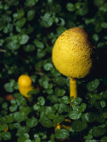 Yellow Fungi Growing Through Deep Green Baby Tears Ground Cover, North Carlton, Australia Photographie par Jason Edwards