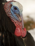 Wild Turkey in the Woods, Lexington, Massachusetts Photographic Print by Tim Laman