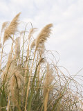 Yellow Weeds Moving in Wind, California Photographic Print