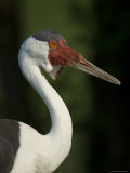 Wattled Crane, Baraboo, Wisconsin Photographie par Joel Sartore