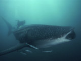 Whale Shark, 35 Feet Long and Surrounded by Pilot Fish, Cruises for Krill with Open Mouth, Australi Valokuvavedos tekijänä David Doubilet