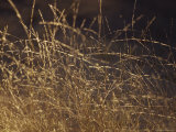 Wild Native Grasses Backlit at Dawn Appear Delicate and Fragile, Australia Photographie par Jason Edwards
