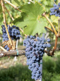 Nebbiolo Grapes, Tuscany, Italy Photographie par Armin Faber
