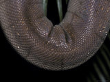 Water Droplets on the Intricate Scales of a Vulnerable Olive Python, Melbourne Zoo, Australia Photographie par Jason Edwards