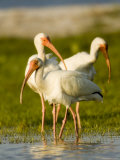 White Ibises Preening in Mangrove Shallows, Tampa Bay, Florida Photographic Print by Tim Laman