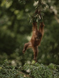 Young Orangutan Swinging from a Tree Branch Photographic Print by Mattias Klum