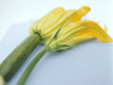 Courgette Flowers: Female with Fruit and Male with Stalk Photographic Print