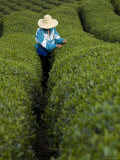 Woman Wearing Straw Hat Harvesting Tea Leaves in Shennongjia, China Photographic Print by David Evans