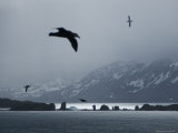 Wandering Albatross in Flight over South Georgia Photographic Print by Ralph Lee Hopkins