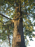 Wooden Bird's Nest Along the Shores of Leech Lake, Mn, Walker, Minnesota Photographie par Joel Sartore