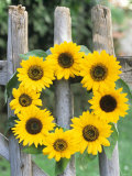 A Wreath of Sunflowers Hanging on a Fence Photographic Print by Alena Hrbkova