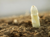 A White Asparagus Tip Photographic Print by Jost Hiller