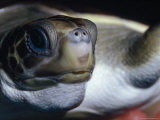 Vulnerable Flatback Sea Turtle Held in its Keepers Hands, Australia Photographie par Jason Edwards