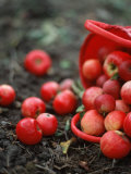 Red Apples Falling out of a Red Basket Photographic Print by Per Ranung