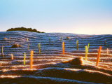 Landscape Made of Brown Rice and Vegetables Photographic Print by Hartmut Seehuber