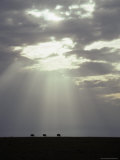 Wildebeeste Move Across a Vast Savannah Grassland Plain at Sunset Photographie par Jason Edwards