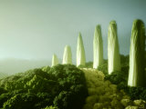 Landscape Made of Green Vegetables Photographic Print by Hartmut Seehuber