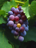 A Bunch of Grenache Grapes on the Vine, Australia Photographic Print by Steven Morris