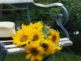 Sunflowers on a Garden Chair Photographic Print by Roland Krieg