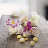 Primroses in Empty Snail Shells Photographie par Alena Hrbkova