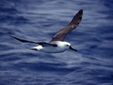 Yellow Nosed Albatross in Flight Gliding over the Ocean Surface, Australia Photographie par Jason Edwards