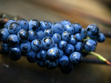 Grenache Grapes, Picked Photographic Print by Joerg Lehmann