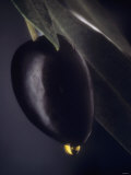 A Black Olive on a Toothpick, Olive Oil Fotografie-Druck von Jo Van Den Berg
