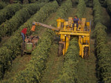 Working a Vineyard in the Finger Lakes Photographie par Kenneth Garrett