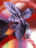 Purple Basil Plant (Ocimum Basilicum Purpurascens) Photographic Print