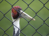 White-Naped Crane at the International Crane Foundation, Baraboo, Wisconsin Photographie par Joel Sartore
