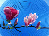 Sprig of Magnolia with Flowers on Blue Glass Plate Photographic Print by Roland Krieg