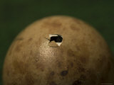 Whooping Crane Egg Hatching at the International Crane Foundation, Baraboo, Wisconsin Photographie par Joel Sartore