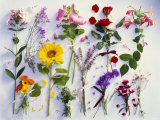 Various Summer Flowers, Clearly Arranged Photographic Print by Roland Krieg