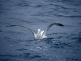 Wandering Albatross Landing on the Ocean Using Wings as Air Brakes, Australia Photographie par Jason Edwards