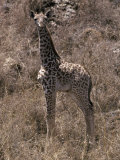 Young Giraffe Calf with its Dry Umbilical Cord from Birth Attached Photographie par Jason Edwards